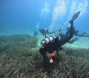  Posidonia oceanica