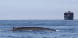 Una balenottera azzurra vicina al porto di Long Beach Los Angeles