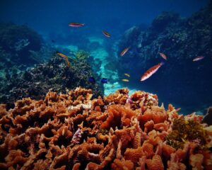 reef_scape_roatan_honduras_c_noel_wingers_1