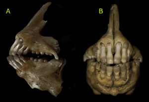 dentatura sarago